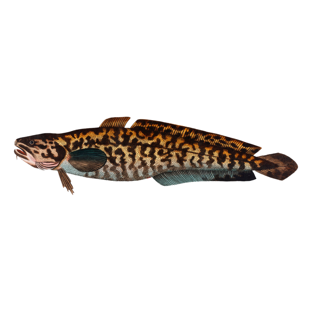 Burbot illustration