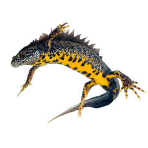 Triturus cristatus (great crested newt) eDNA detection kit