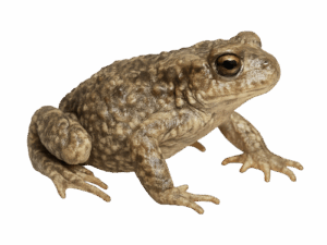 Alytes obstetricans detection kit