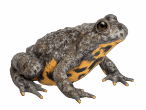 Bombina variegata detectiond kit