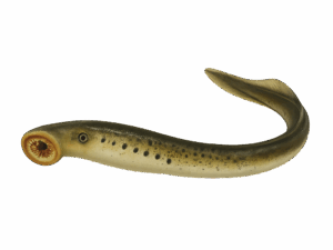 Lampetra fluviatilis & Lampetra planeri detection kit